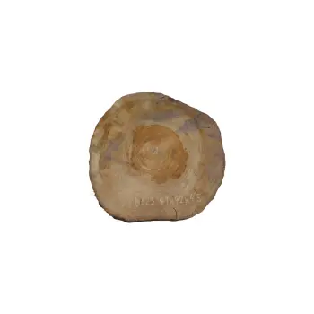 Plaster Orzecha Włoskiego 41x42x4,5cm