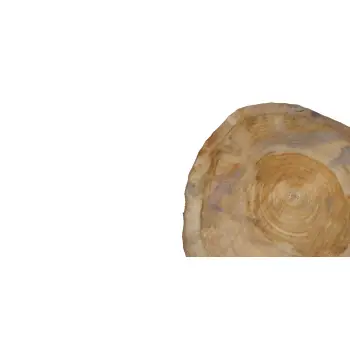 Plaster Orzecha Włoskiego 41x42x4,5cm