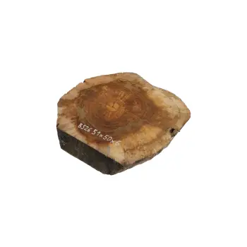 Plaster Orzecha Włoskiego 51x50x6cm