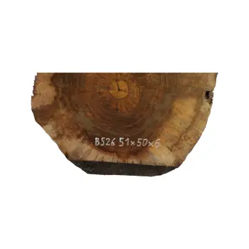 Plaster Orzecha Włoskiego 51x50x6cm