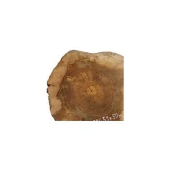 Plaster Orzecha Włoskiego 51x50x6cm