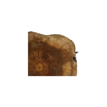 Plaster Orzecha Włoskiego 51x50x6cm