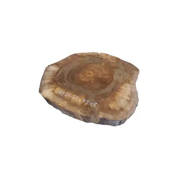 Plaster Orzecha Włoskiego 51x49x6cm