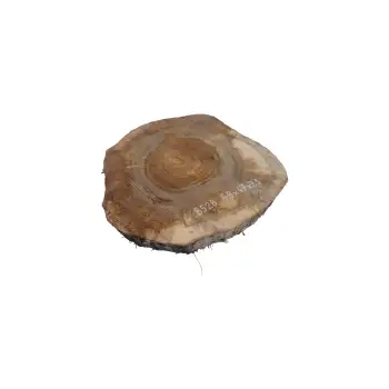 Plaster Orzecha Włoskiego 49x47x7,5cm