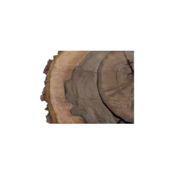 Plaster Orzecha Włoskiego 55x53x6cm