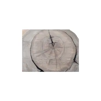 Plaster Orzecha Włoskiego 55x53x6cm