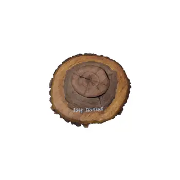 Plaster Orzecha Włoskiego 56x53x6cm