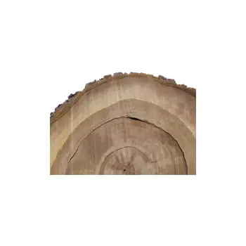Plaster Orzecha Włoskiego 55x51x6cm