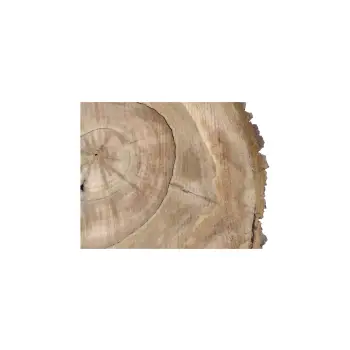 Plaster Orzecha Włoskiego 55x51x6cm