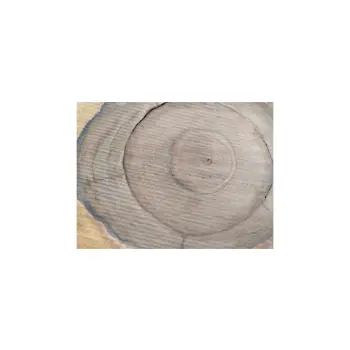 Plaster Orzecha Włoskiego 52x48x6cm