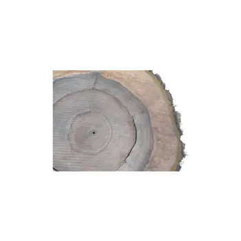 Plaster Orzecha Włoskiego 52x48x5cm
