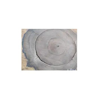 Plaster Orzecha Włoskiego 52x48x5cm