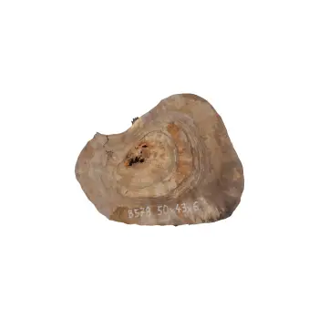 Plaster Orzecha Włoskiego 50x43x6cm