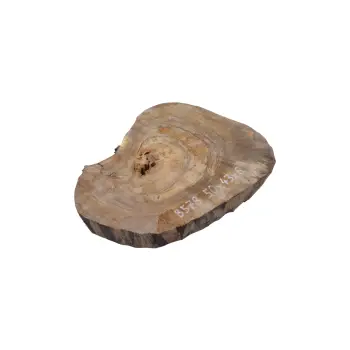 Plaster Orzecha Włoskiego 50x43x6cm