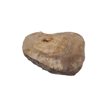 Plaster Orzecha Włoskiego 50x43x6cm