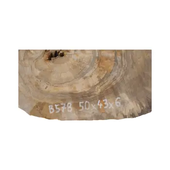Plaster Orzecha Włoskiego 50x43x6cm