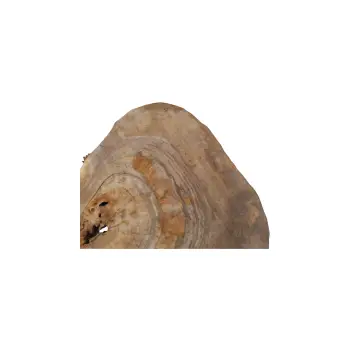 Plaster Orzecha Włoskiego 50x43x6cm