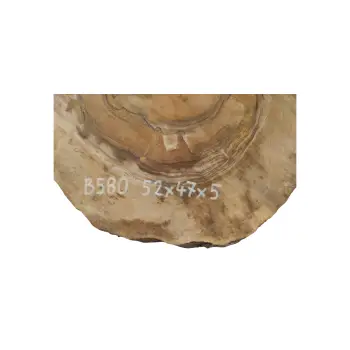 Plaster Orzecha Włoskiego 52x47x5cm