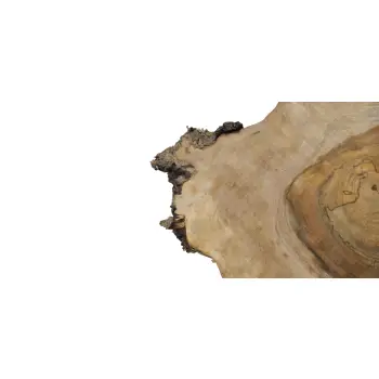Plaster Orzecha Włoskiego 48x46x5cm