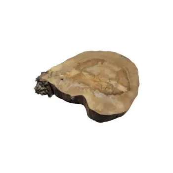 Plaster Orzecha Włoskiego 45x42x5cm