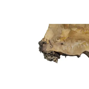 Plaster Orzecha Włoskiego 45x42x5cm