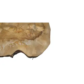 Plaster Orzecha Włoskiego 45x42x5cm