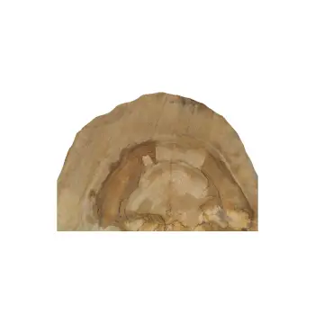 Plaster Orzecha Włoskiego 45x42x5cm