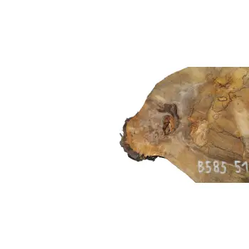 Plaster Orzecha Włoskiego 51x48x5cm