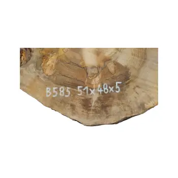 Plaster Orzecha Włoskiego 51x48x5cm