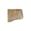 Plaster Orzecha Włoskiego 43x40x5cm