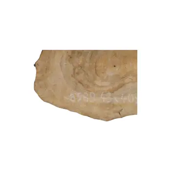 Plaster Orzecha Włoskiego 43x40x5cm