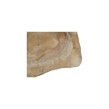 Plaster Orzecha Włoskiego 43x40x5cm