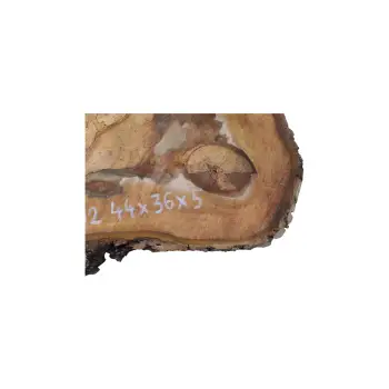 Plaster Orzecha Włoskiego 44x36x5cm