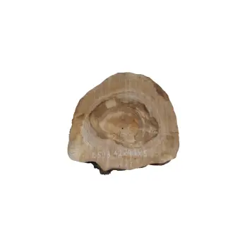 Plaster Orzecha Włoskiego 42x41x5cm