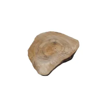 Plaster Orzecha Włoskiego 44x39x5cm