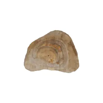 Plaster Orzecha Włoskiego 46x38x5cm