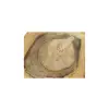 Plaster Orzecha Włoskiego 49x40x6cm