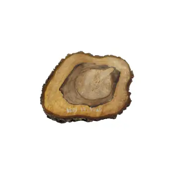 Plaster Orzecha Włoskiego 49x40x6cm
