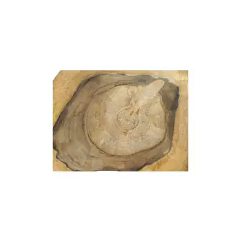 Plaster Orzecha Włoskiego 49x40x6cm