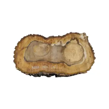 Plaster Orzecha Włoskiego 66x35x9cm