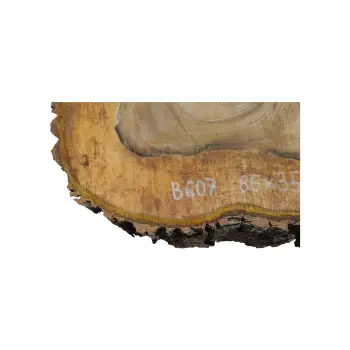 Plaster Orzecha Włoskiego 66x35x9cm