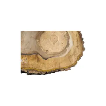 Plaster Orzecha Włoskiego 66x35x9cm