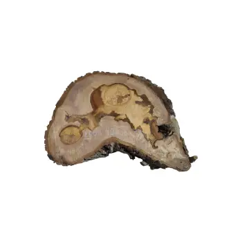 Plaster Orzecha Włoskiego 49x36x7,5cm
