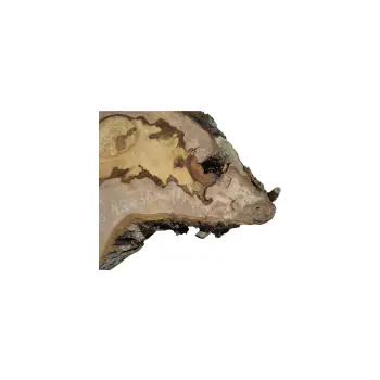 Plaster Orzecha Włoskiego 49x36x7,5cm
