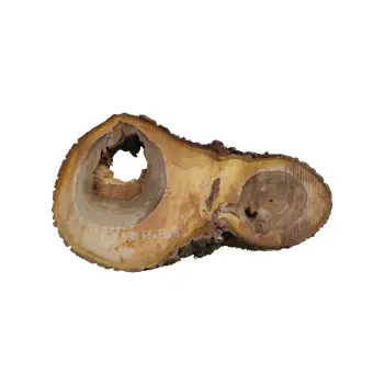 Plaster Orzecha Włoskiego 65x39x8cm