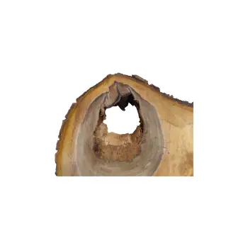 Plaster Orzecha Włoskiego 65x39x8cm