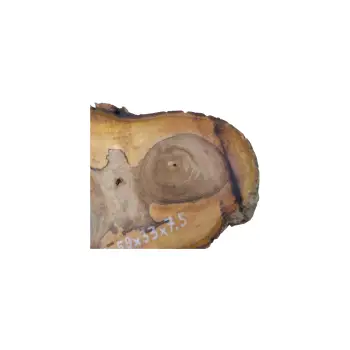 Plaster Orzecha Włoskiego 59x33x7,5cm