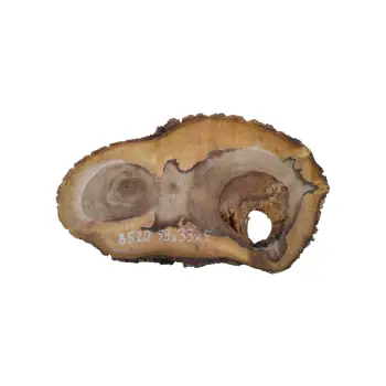 Plaster Orzecha Włoskiego 59x33x5cm