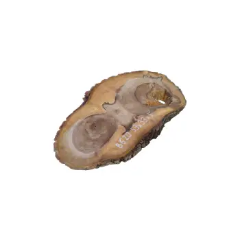 Plaster Orzecha Włoskiego 59x33x5cm