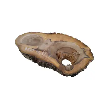 Plaster Orzecha Włoskiego 59x33x5cm